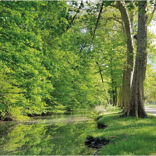 Les arbres du temps